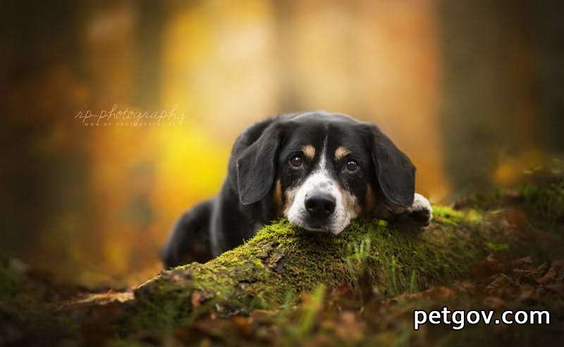 Was passiert, wenn die Zecke direkt vom Hund entfernt wird?