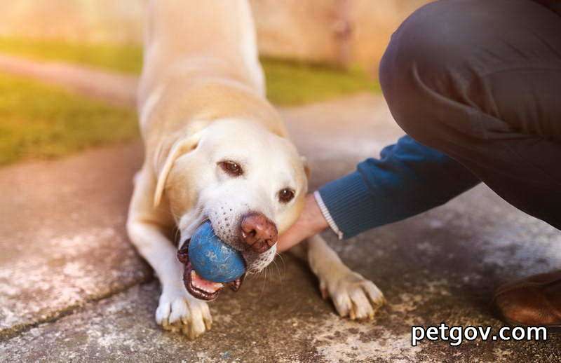 Quel est le meilleur médicament pour un chien souffrant de problèmes cardiaques ?