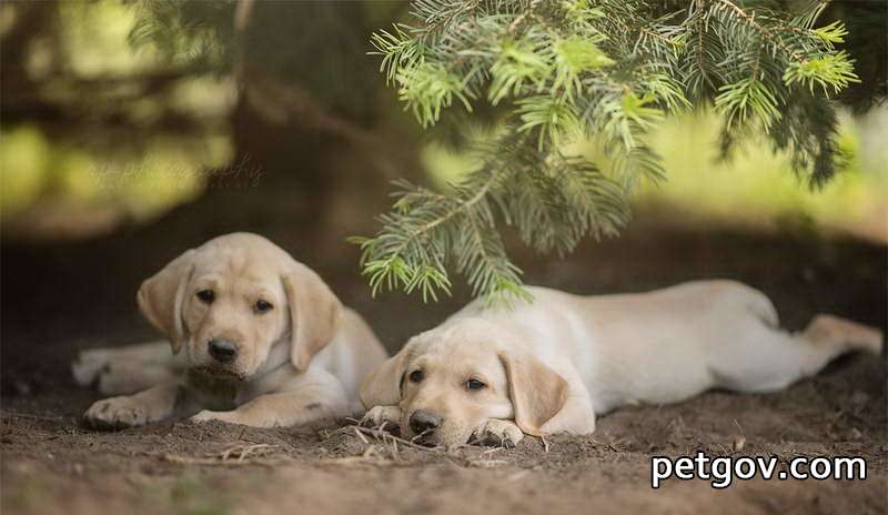 Can a 40-day-old puppy be bathed?