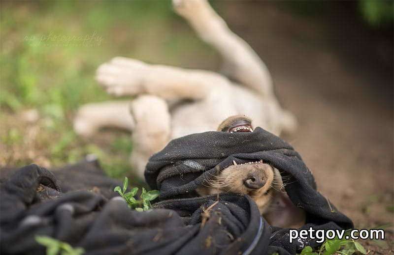 So entfernen Sie Hundeläuse im Zimmer vollständig