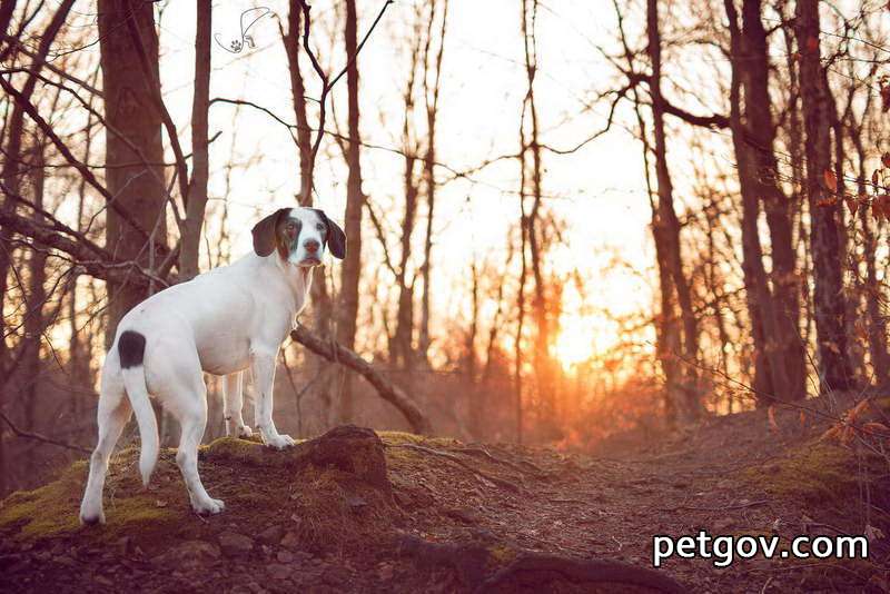 ¿Qué medicamento se debe utilizar para la gastroenteritis aguda en perros?