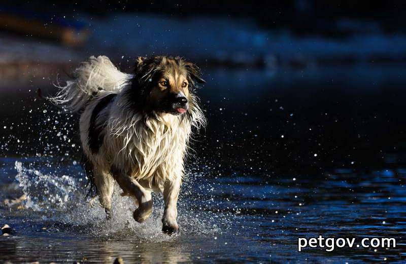 Hundekot ist weiß und kalkartig