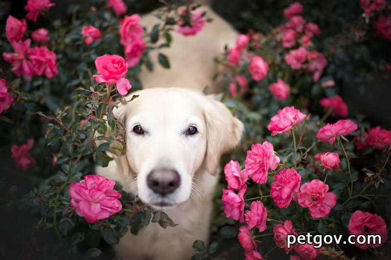 ¿Está bien que un perro tome medicamentos para humanos si tiene diarrea?