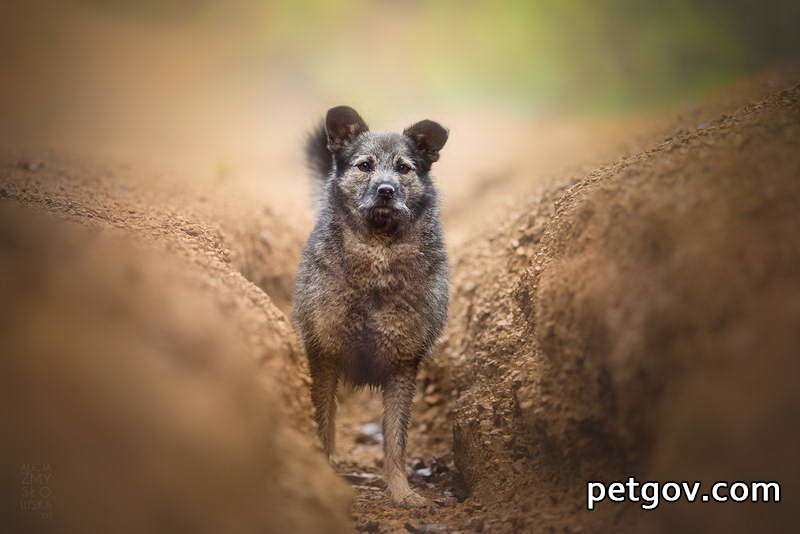 Was tun, wenn sich die Haare Ihres Hundes verheddern?