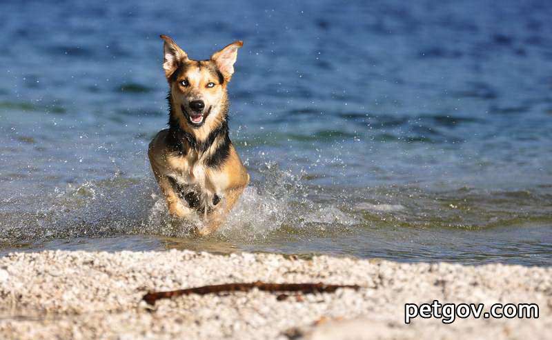 Die Folgen, wenn Ihr Hund nicht geimpft wird