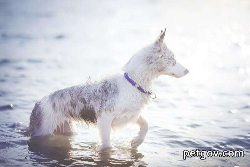 Ist es normal, dass ein Hund nach der Einnahme von Entwurmungsmitteln Durchfall hat?