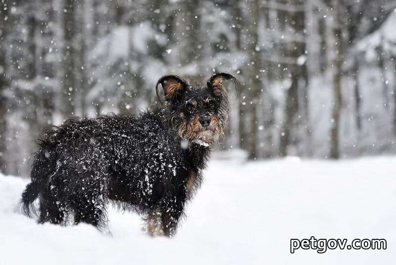 Why do dogs like to run wildly after taking a bath?