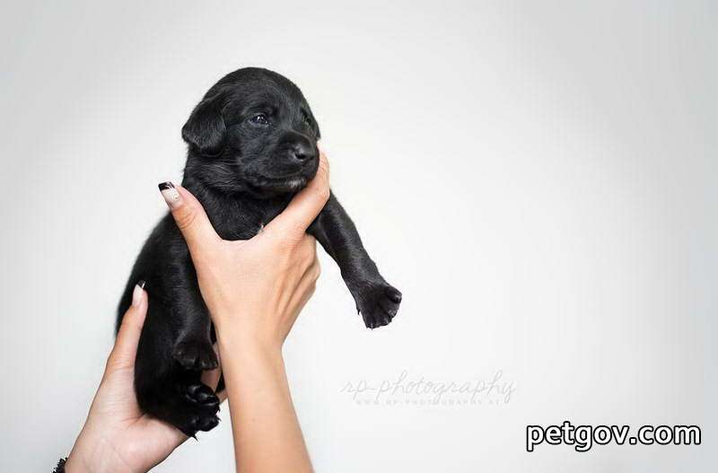 Der Hund zuckte plötzlich und erholte sich nach einer Weile