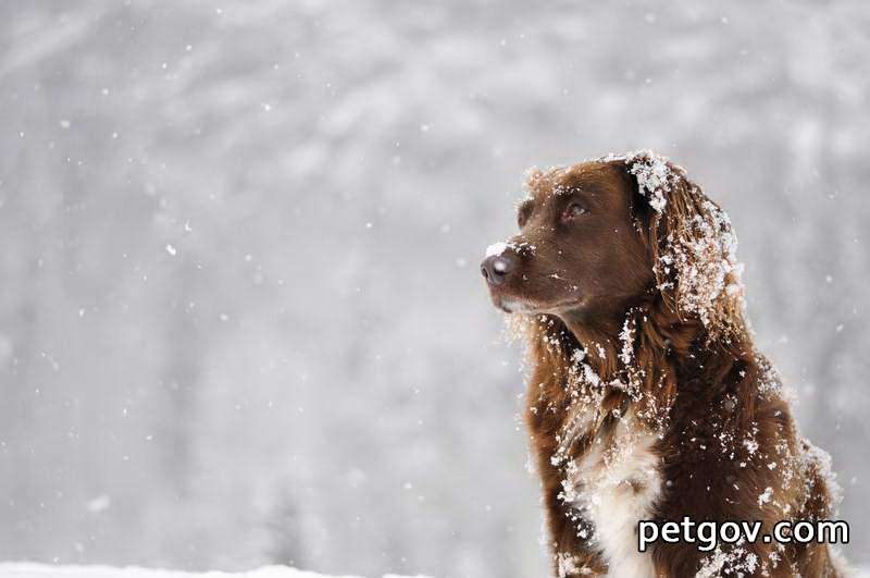 Tragen Sie Jodophor bei Hautpilzerkrankungen bei Hunden auf