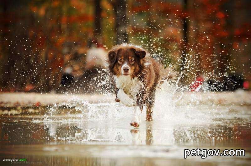 Wie lange dauert die Impfung von Hunden gegen Entwurmung?