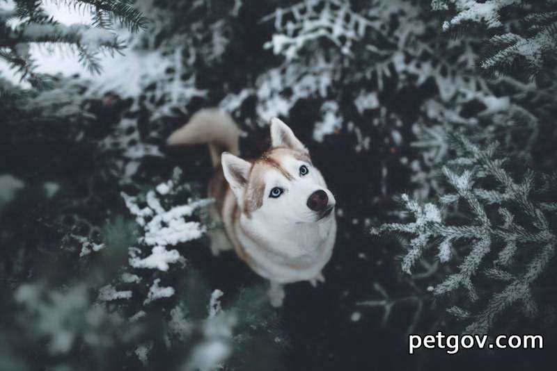 Que faire si votre Dogue du Tibet a la diarrhée