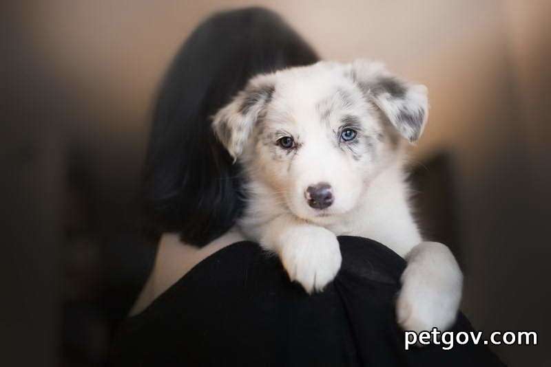 Why does a dog’s tongue turn white?