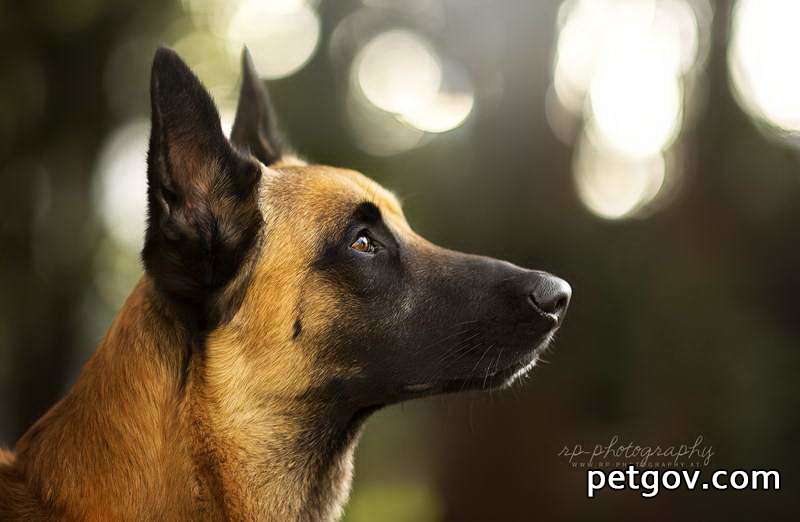¿Qué causa las costras duras en la nariz de los perros?