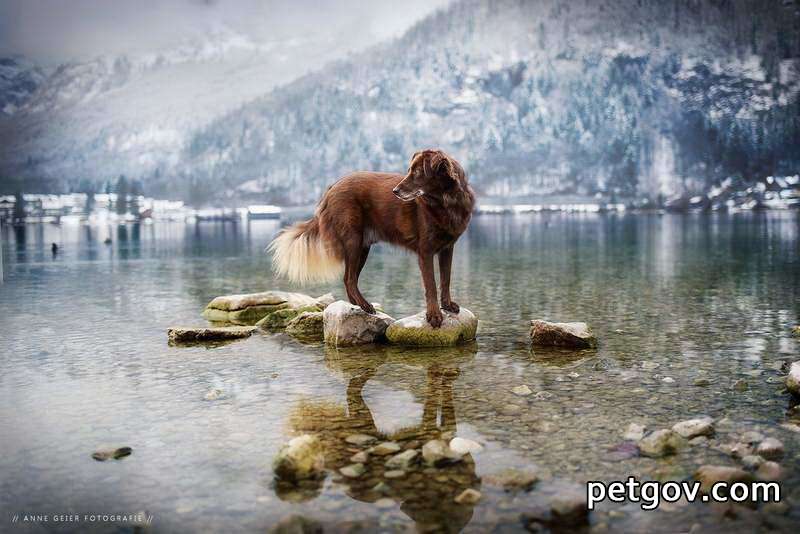 Warum steigt die Wasseraufnahme des Hundes plötzlich an?