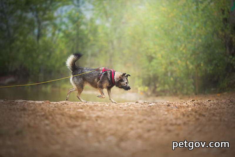 Hund blutet aus einer Seite der Nase