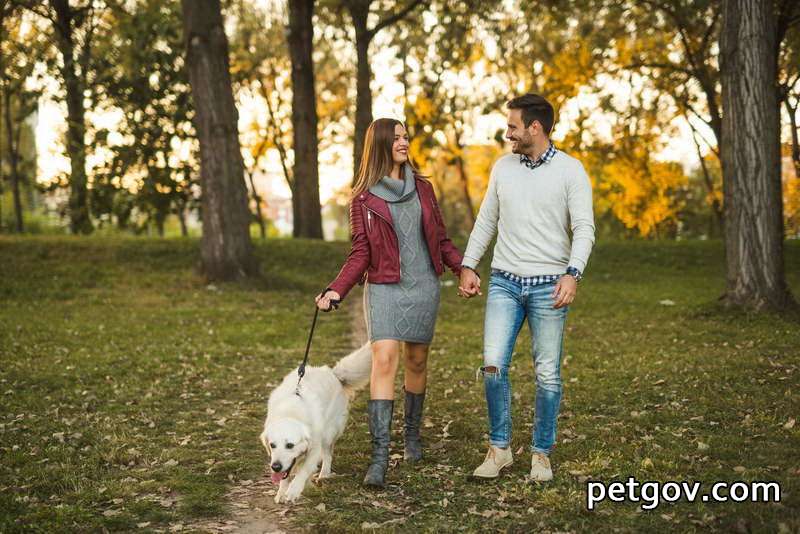 So korrigieren Sie einen Hund, der beim Ausgehen hetzt