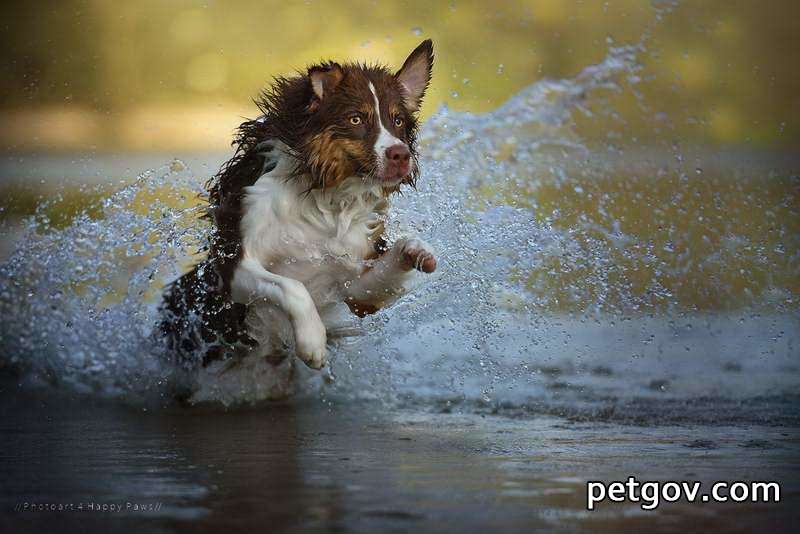 犬が風邪をひく：原因、治療法、関連症状