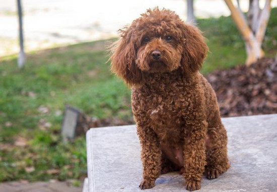 泰迪犬生产前有何征兆 泰迪犬生产前的征兆