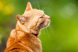 How to prevent Toxoplasma gondii infection in cats and dogs