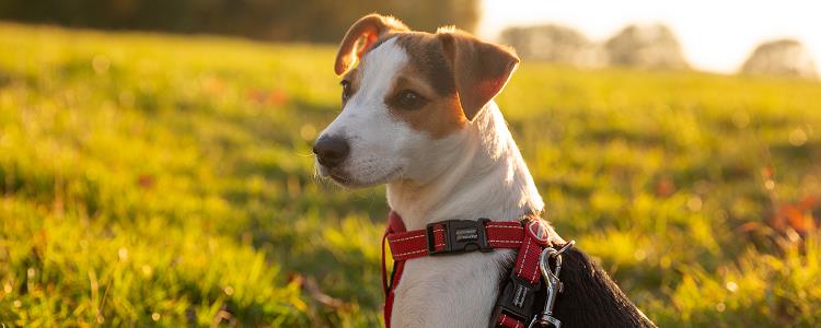 Why do dogs get myelitis?