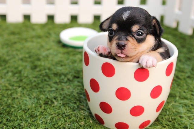 What should I do if my puppy has diarrhea and won’t eat? What medicine should I take?