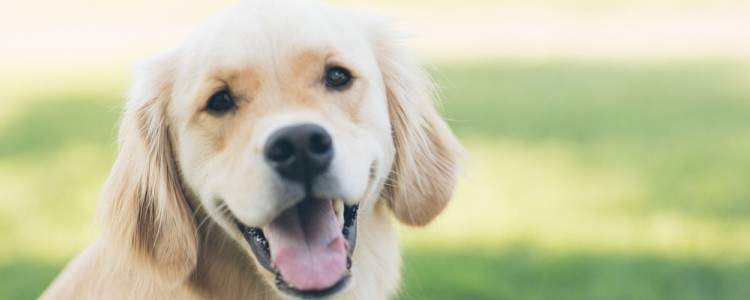 What should I do if my dog ​​has diarrhea after eating too much?
