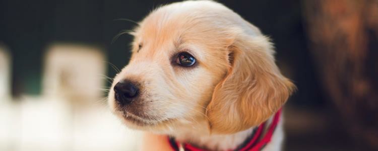 What to do about ear mites in dogs