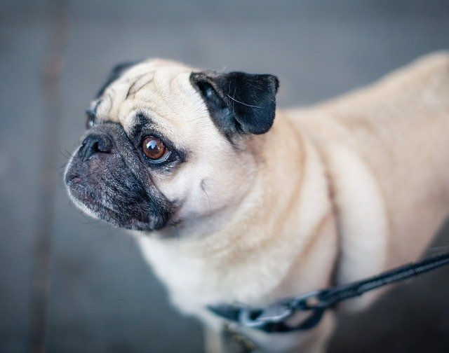 What medicine should be used for pug skin diseases?