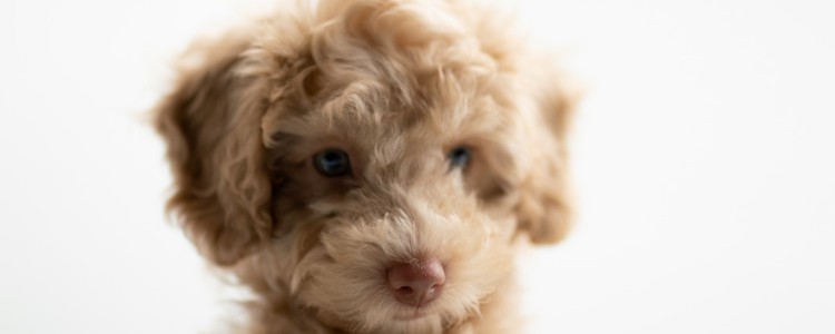 How to give deworming medicine to puppies