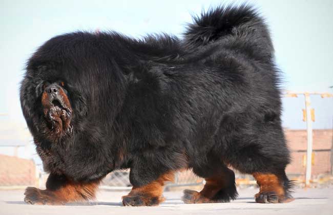 How to treat skin diseases in Tibetan Mastiffs