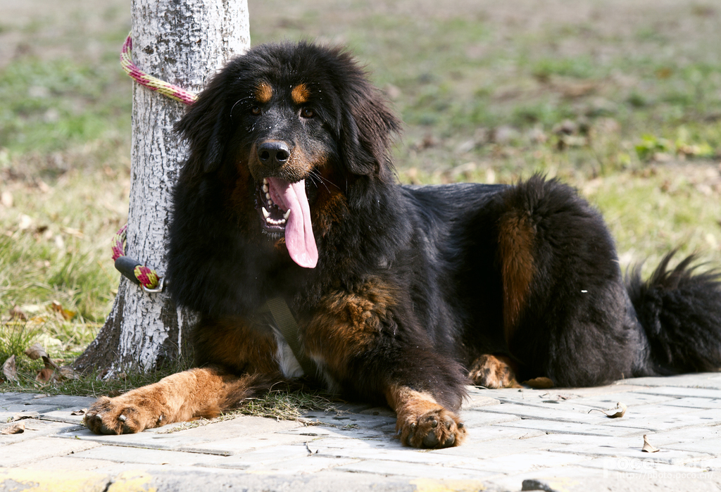 What to do if Tibetan Mastiff catches a cold