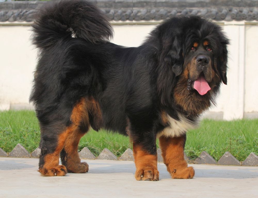 How to cure hematuria in Tibetan Mastiff?