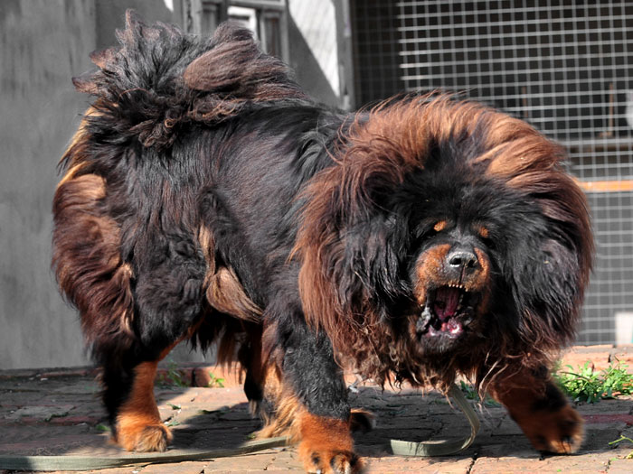 What should I do if my Tibetan Mastiff gets angry?