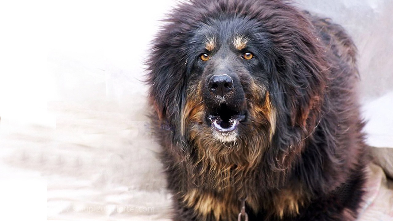 What’s going on with Tibetan Mastiff hair loss?