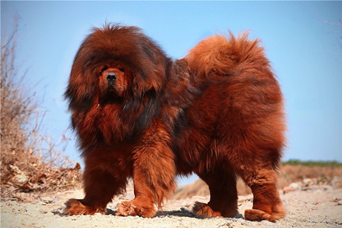 How to treat ringworm in Tibetan Mastiffs