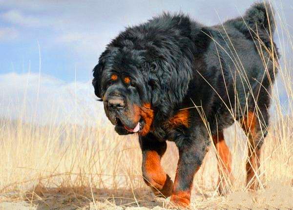 What to do if a Tibetan Mastiff has diarrhea