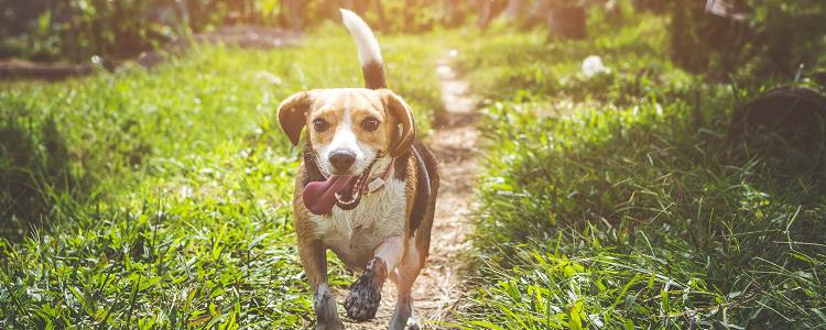What medicine should dogs take if they have gastrointestinal discomfort?