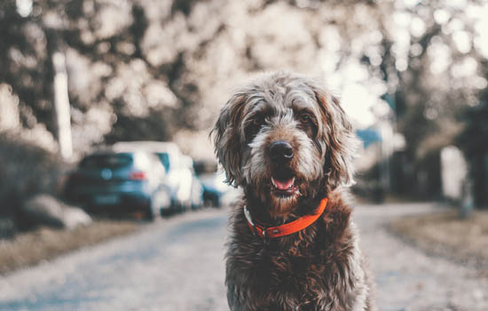 How do you know that the roundworms in your dog have been eliminated?