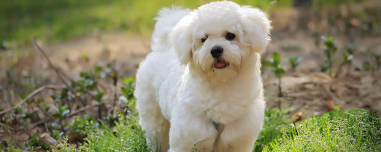 Treatment options for dog kidney failure