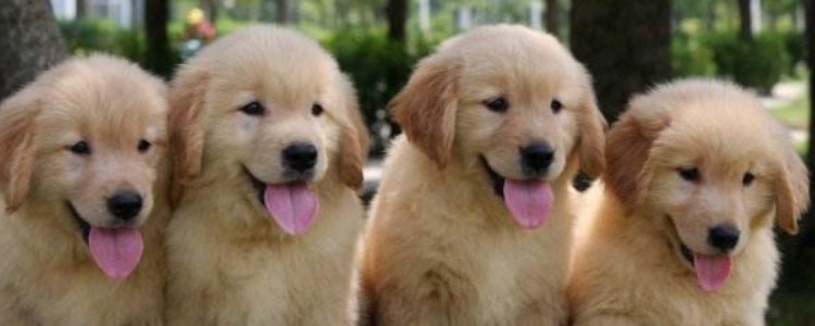 What should I do if my golden retriever puppy has diarrhea and vomiting and won’t eat?