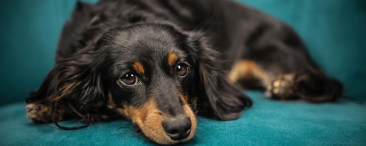 What causes convulsions in puppies?