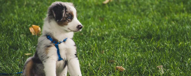 Is it useful to test for canine distemper and parvovirus on the day you buy a dog?