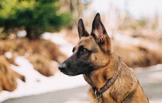 Dog's diarrhea looks like chocolate sauce and has a foul odor