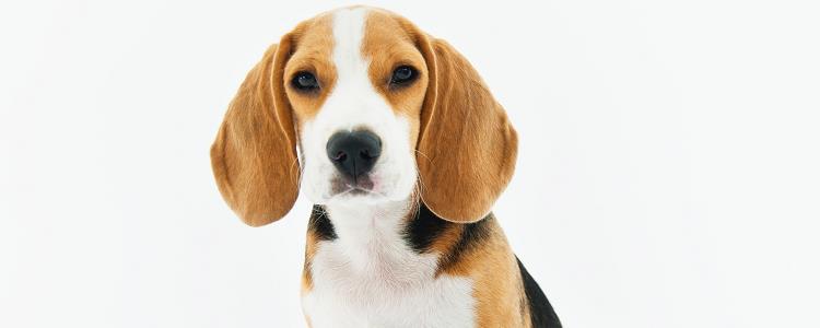 What to do if there is a foreign body in the dog’s trachea