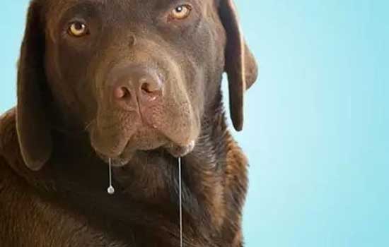 How to induce vomiting in a dog after eating the wrong thing