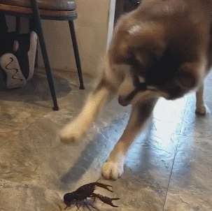 ﻿Alaska battle crayfish, the dog has repeatedly tested but very helpless how to eat into the mouth?