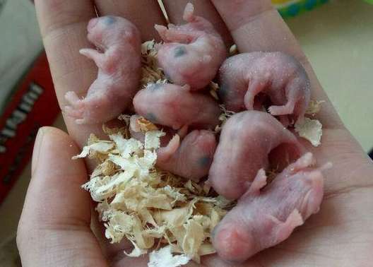 ﻿A mother hamster gives birth to seven pups, which she holds in her hands to show off