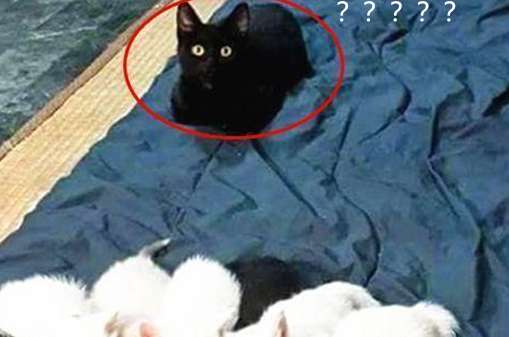 奶牛猫生了5只幼崽，公猫在一旁却是满脸问号：这是几个意思？