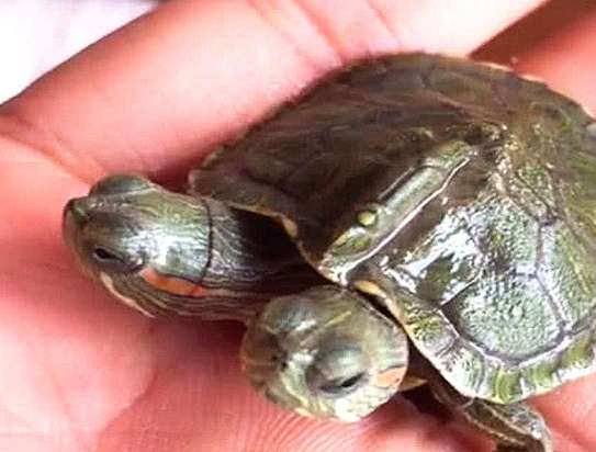 A man bought a pet turtle online, and when it arrived, he doubted his life: What kind of rare breed is this?