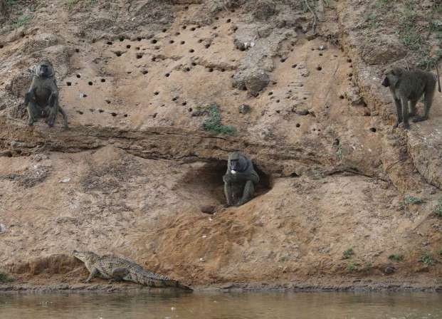 In order to retaliate against the crocodile, the baboon couldn't help but bite the crocodile eggs. What kind of magic operation is this?? 